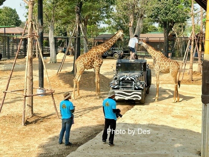 【遊記】泰國．大城．大城獅子動物園(體驗泰國最夯與動物合照親