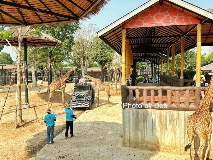 【遊記】泰國．大城．大城獅子動物園(體驗泰國最夯與動物合照親