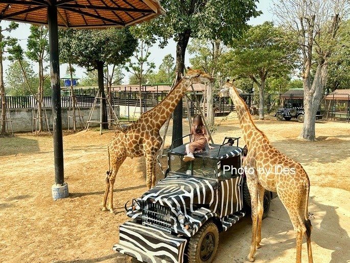 【遊記】泰國．大城．大城獅子動物園(體驗泰國最夯與動物合照親