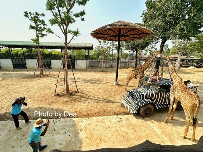 【遊記】泰國．大城．大城獅子動物園(體驗泰國最夯與動物合照親