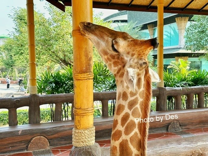 【遊記】泰國．大城．大城獅子動物園(體驗泰國最夯與動物合照親