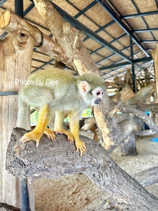 【遊記】泰國．大城．大城獅子動物園(體驗泰國最夯與動物合照親