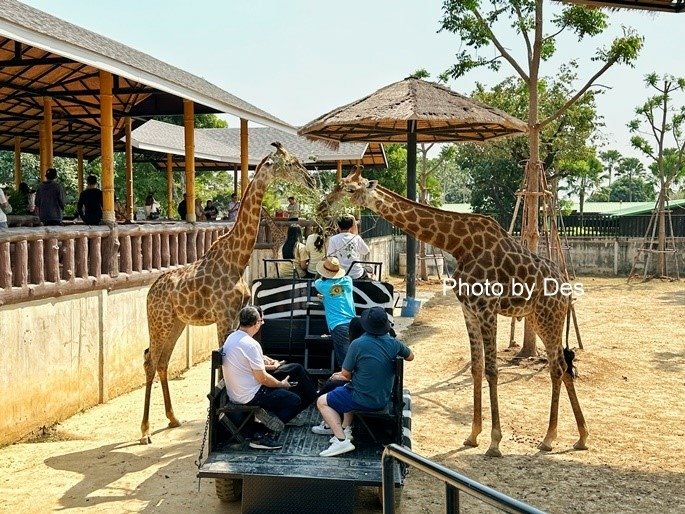 【遊記】泰國．大城．大城獅子動物園(體驗泰國最夯與動物合照親