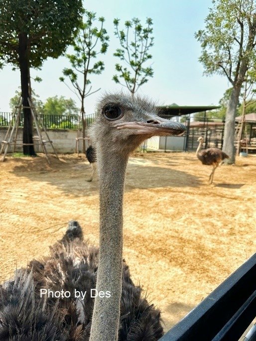 【遊記】泰國．大城．大城獅子動物園(體驗泰國最夯與動物合照親