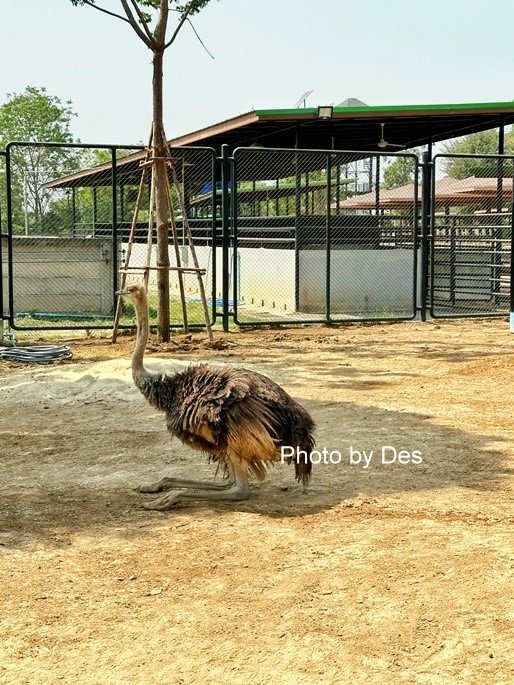 【遊記】泰國．大城．大城獅子動物園(體驗泰國最夯與動物合照親