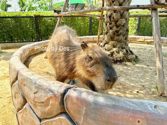 【遊記】泰國．大城．大城獅子動物園(體驗泰國最夯與動物合照親