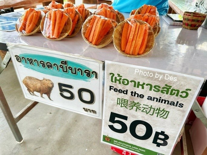 【遊記】泰國．大城．大城獅子動物園(體驗泰國最夯與動物合照親