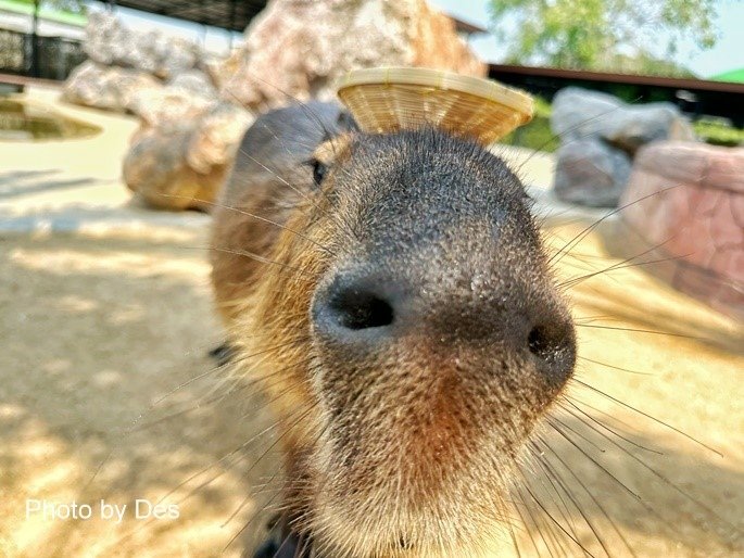 【遊記】泰國．大城．大城獅子動物園(體驗泰國最夯與動物合照親