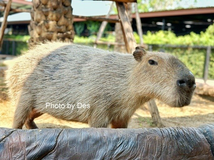 【遊記】泰國．大城．大城獅子動物園(體驗泰國最夯與動物合照親