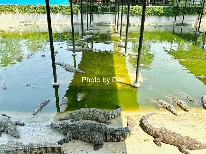 【遊記】泰國．大城．大城獅子動物園(體驗泰國最夯與動物合照親