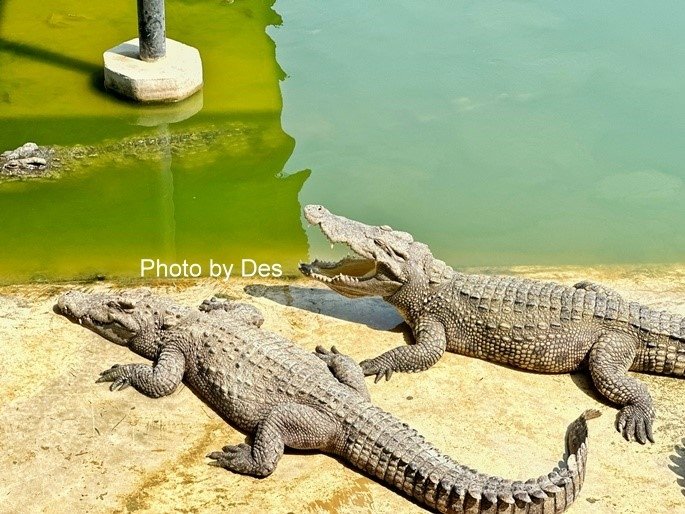 【遊記】泰國．大城．大城獅子動物園(體驗泰國最夯與動物合照親