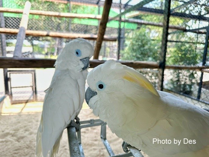 【遊記】泰國．大城．大城獅子動物園(體驗泰國最夯與動物合照親