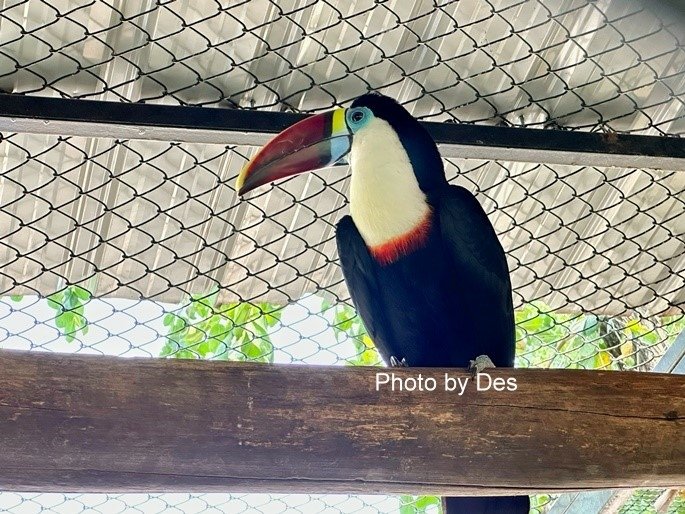 【遊記】泰國．大城．大城獅子動物園(體驗泰國最夯與動物合照親