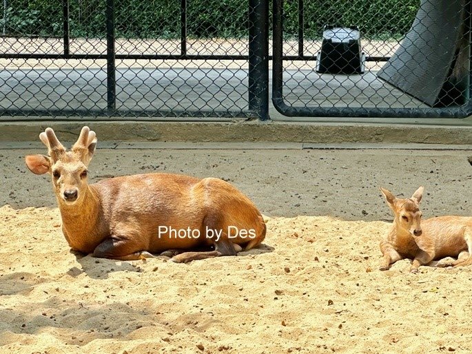 【遊記】泰國．大城．大城獅子動物園(體驗泰國最夯與動物合照親