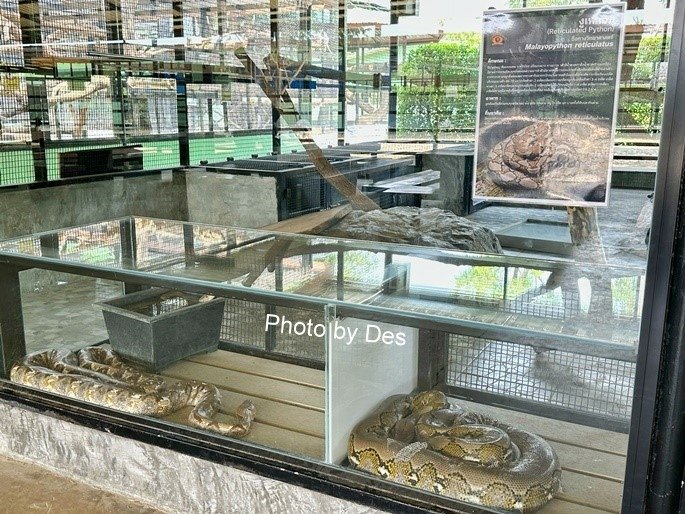 【遊記】泰國．大城．大城獅子動物園(體驗泰國最夯與動物合照親