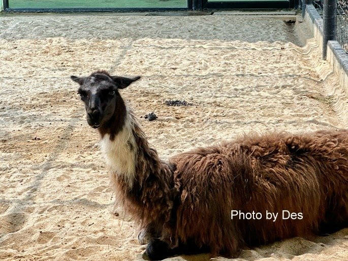 【遊記】泰國．大城．大城獅子動物園(體驗泰國最夯與動物合照親