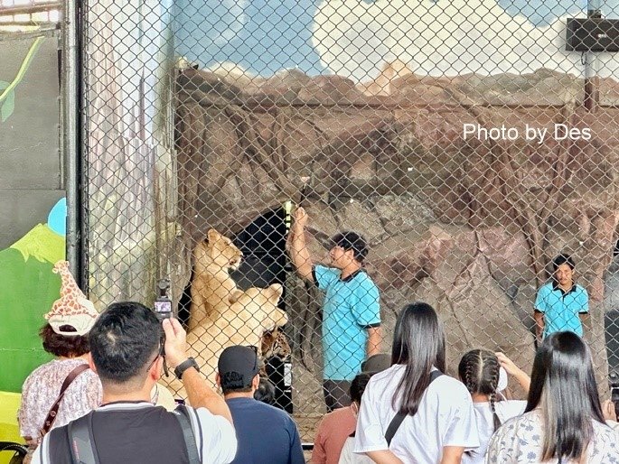 【遊記】泰國．大城．大城獅子動物園(體驗泰國最夯與動物合照親