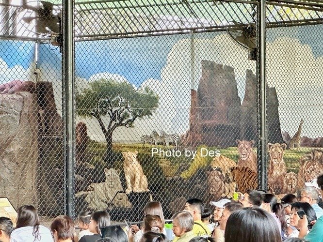 【遊記】泰國．大城．大城獅子動物園(體驗泰國最夯與動物合照親