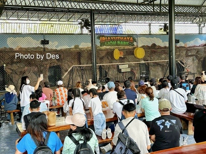 【遊記】泰國．大城．大城獅子動物園(體驗泰國最夯與動物合照親