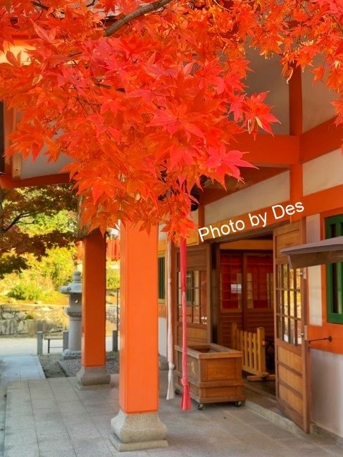 【遊記】日本．福岡．紅葉八幡宮(專屬於秋日象徵在神社感受紅葉