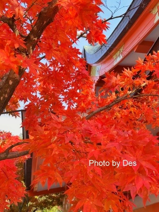 【遊記】日本．福岡．紅葉八幡宮(專屬於秋日象徵在神社感受紅葉