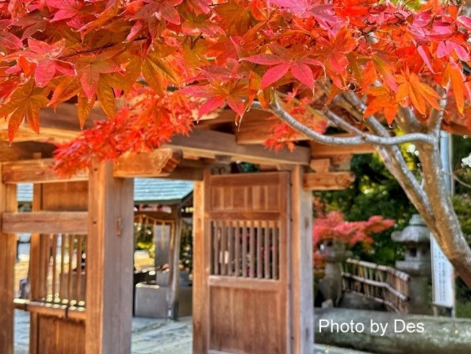 【遊記】日本．福岡．紅葉八幡宮(專屬於秋日象徵在神社感受紅葉