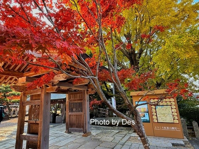 【遊記】日本．福岡．紅葉八幡宮(專屬於秋日象徵在神社感受紅葉