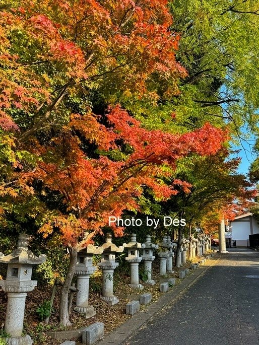 【遊記】日本．福岡．紅葉八幡宮(專屬於秋日象徵在神社感受紅葉