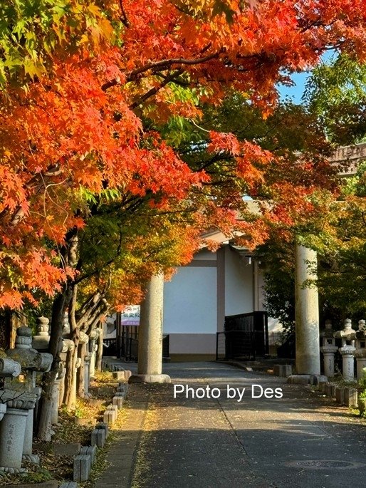 【遊記】日本．福岡．紅葉八幡宮(專屬於秋日象徵在神社感受紅葉