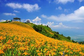2015年花蓮金針花季