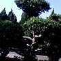 IMG0463A.jpg
