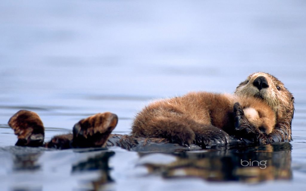 19seaotters1920x1200.jpg