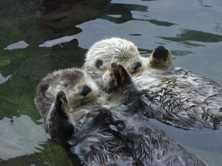 Cute_Otters_42a.jpg