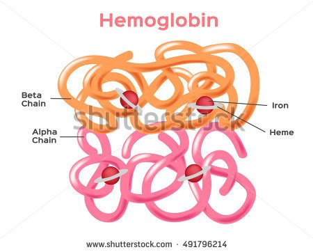 stock-vector-structure-of-the-haemoglobin-hemoglobin-molecule-showing-alpha-and-beta-chains-heme-groups-and-491796214.jpg