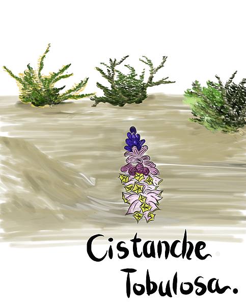 cistanche.png