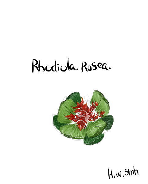 Rhodiola.png