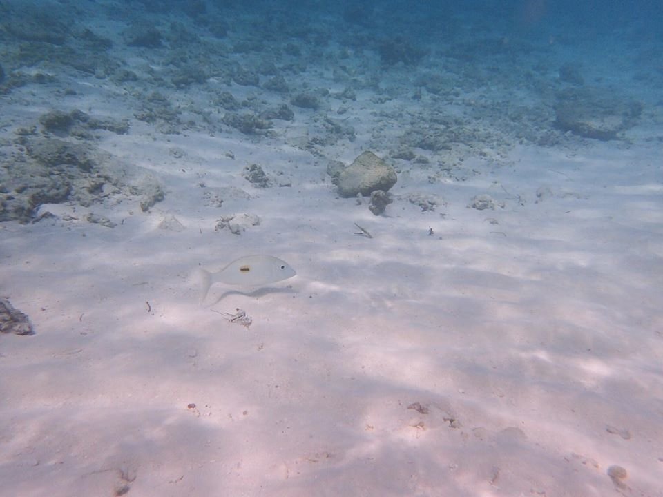 28176379_2173619362653968_1160329915_n.jpg