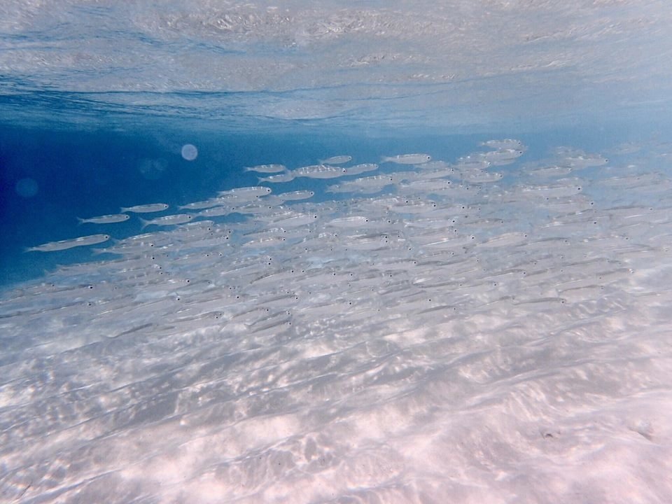 28233629_2173619082653996_1748678783_n.jpg