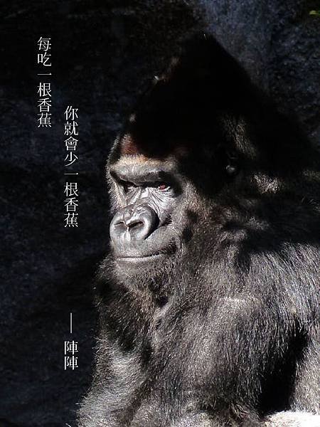 gorilla-monkey-view-grim-51198.jpg