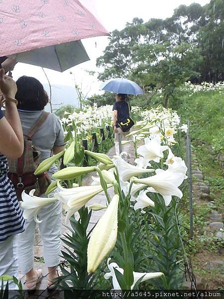 百合花