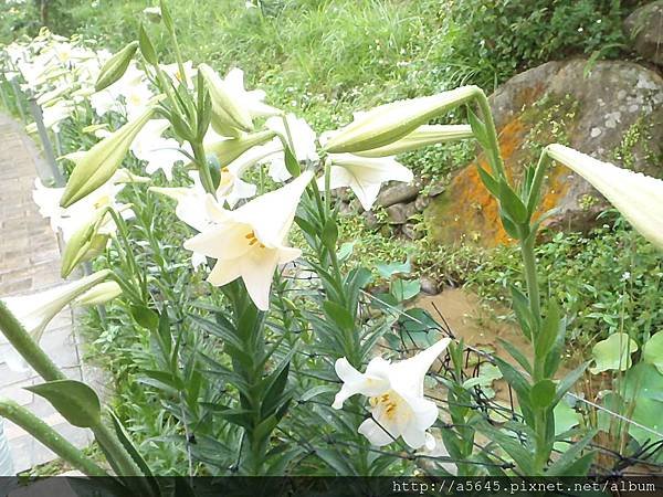 百合花