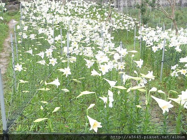 百合花