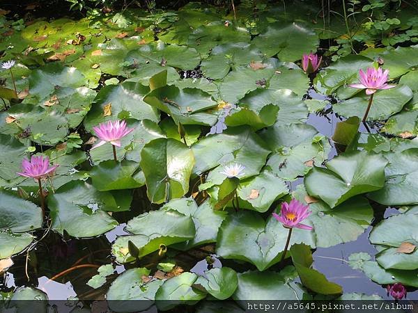 蓮花池