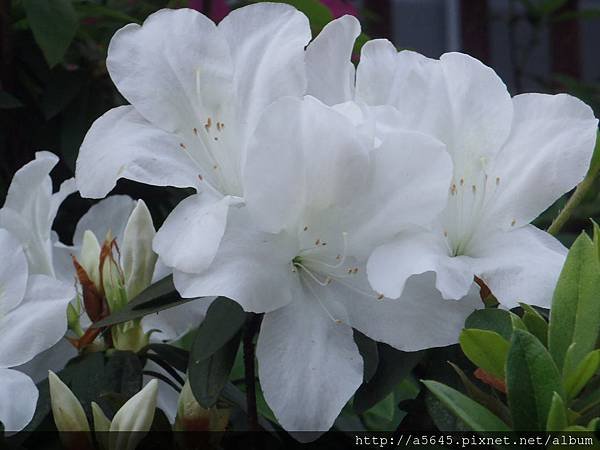 賞杜鵑花