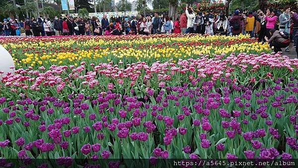 2024年士林官邸鬱金香花展