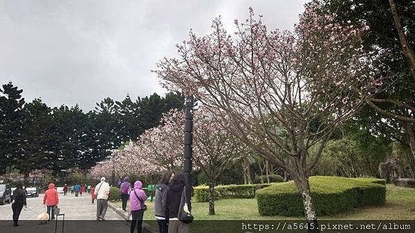 中正紀念堂賞櫻花