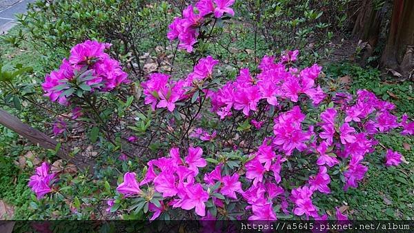 中正紀念堂賞杜鵑花