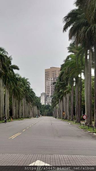 台大-賞花