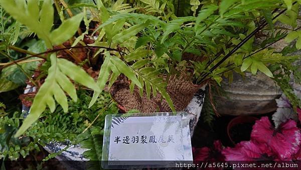 2024蕨類植物展