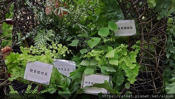 2024蕨類植物展